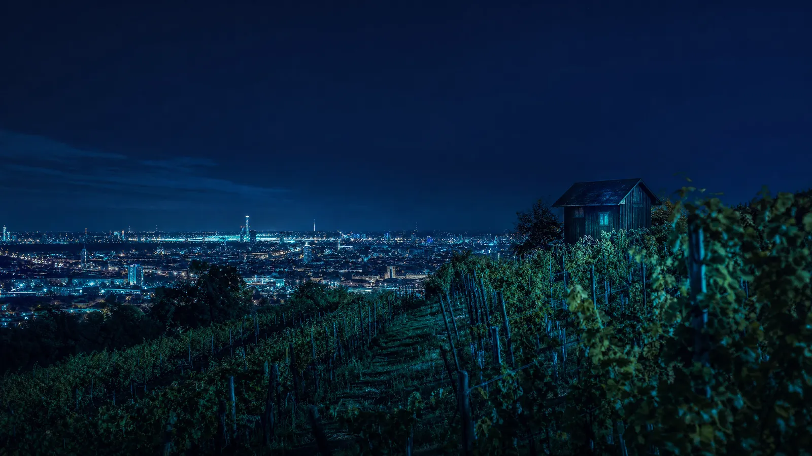 Weinberg am Stadtrand mit Blick auf die beleuchtete Großstadt am Abend